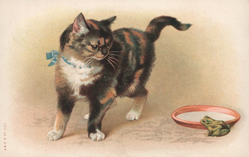 カエルを見ている猫 作： 英語学校