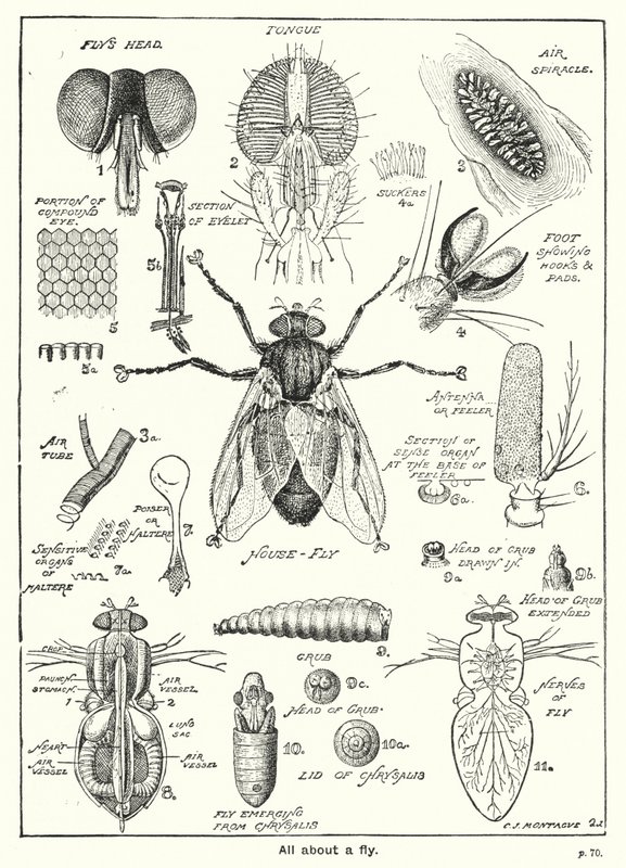 All about a Fly（彫刻 作： 英語学校