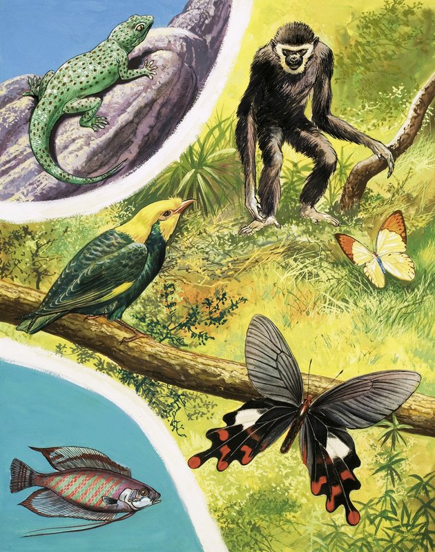 ビルマで見つけるかもしれない動物 作： 英語学校