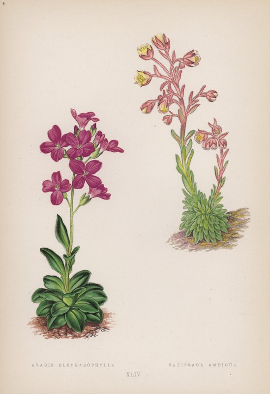Arabis Blepharophylla; Saxifraga Ambigua (カラーリトグラフ) 作： 英語学校