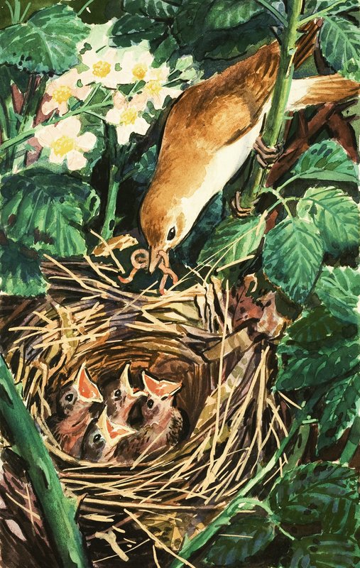 巣の中の雛に餌をやる鳥 作： 英語学校