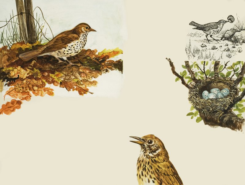 鳥と鳥の巣 作： 英語学校
