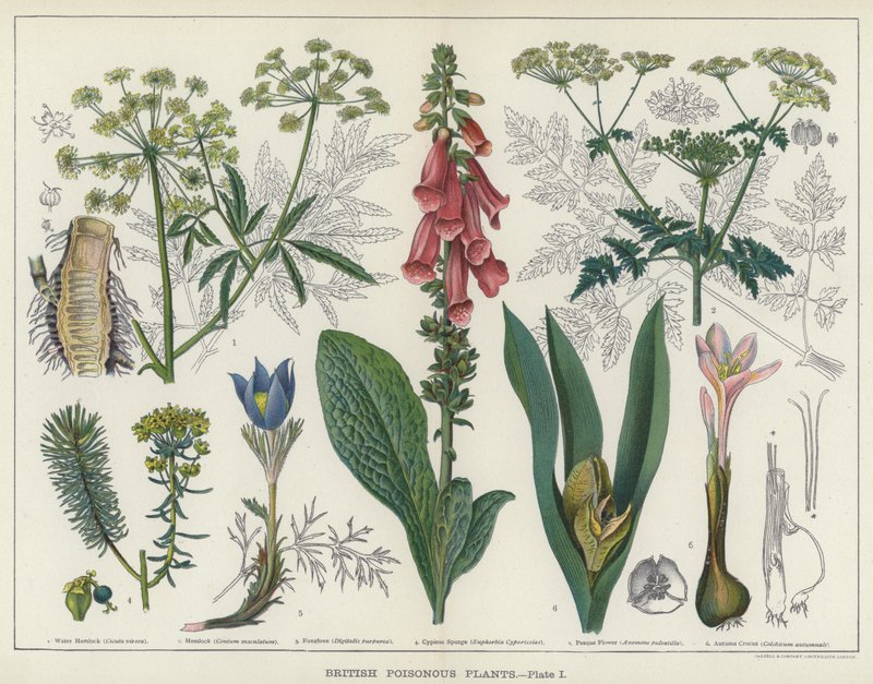 英国の有毒植物 (カラーリソ) 作： 英語学校
