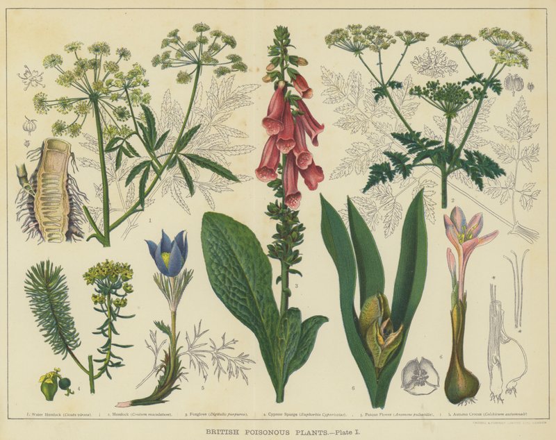 イギリスの有毒植物 (カラーリソ) 作： 英語学校