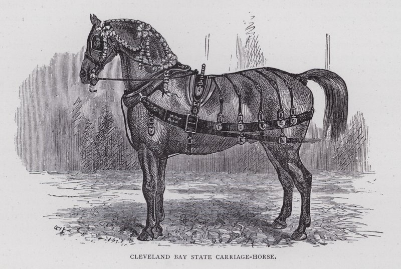 Cleveland Bay State Carriage-Horse (彫刻) 作： 英語学校