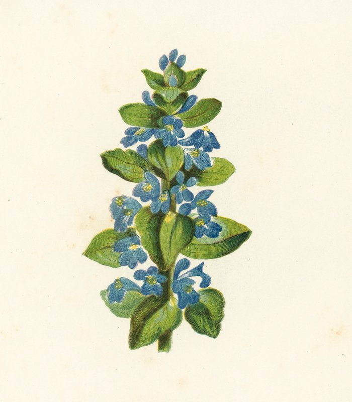 コモンバグル・Ajuga Reptans（カラーリトグラフ） 作： 英語学校