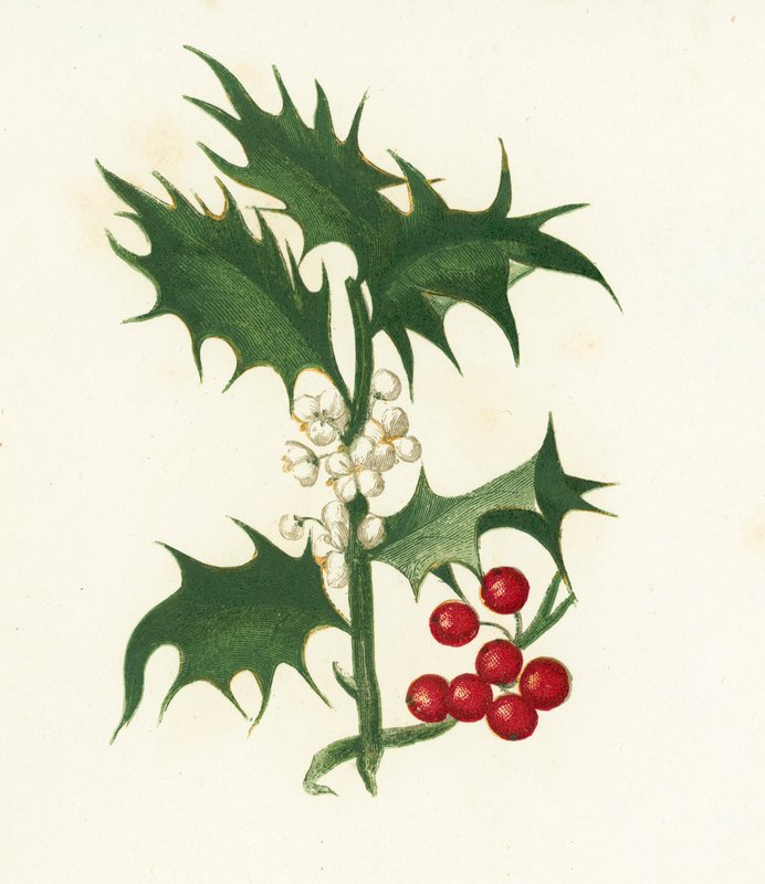Common Holly、Ilex Aquifolium 作： 英語学校