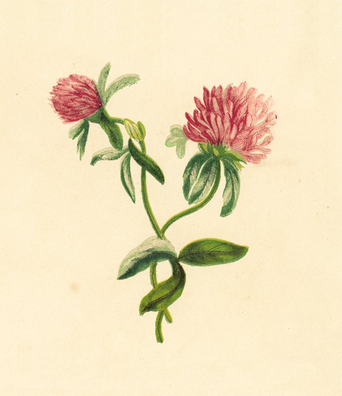 一般的な紫の三葉、Trifolium Pratense 作： 英語学校