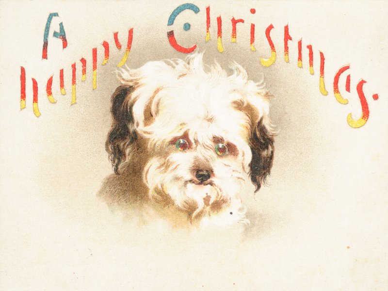 かわいい犬！クリスマスカード 作： 英語学校