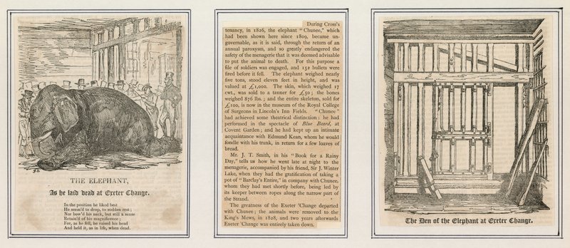 エクセターチェンジでの象の死 作： 英語学校