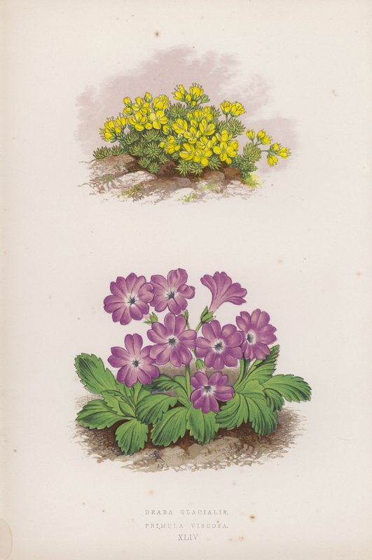 Draba Glacialis; Primula Viscosa (カラーリソ) 作： 英語学校