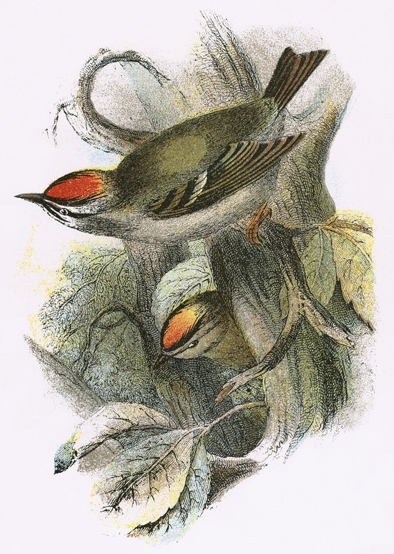 Goldcrest（下）およびFirecrest（上） 作： 英語学校