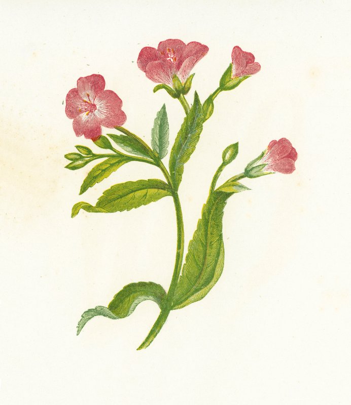 グレートヘアリーウィローハーブ、Epilobium Hirsutum 作： 英語学校