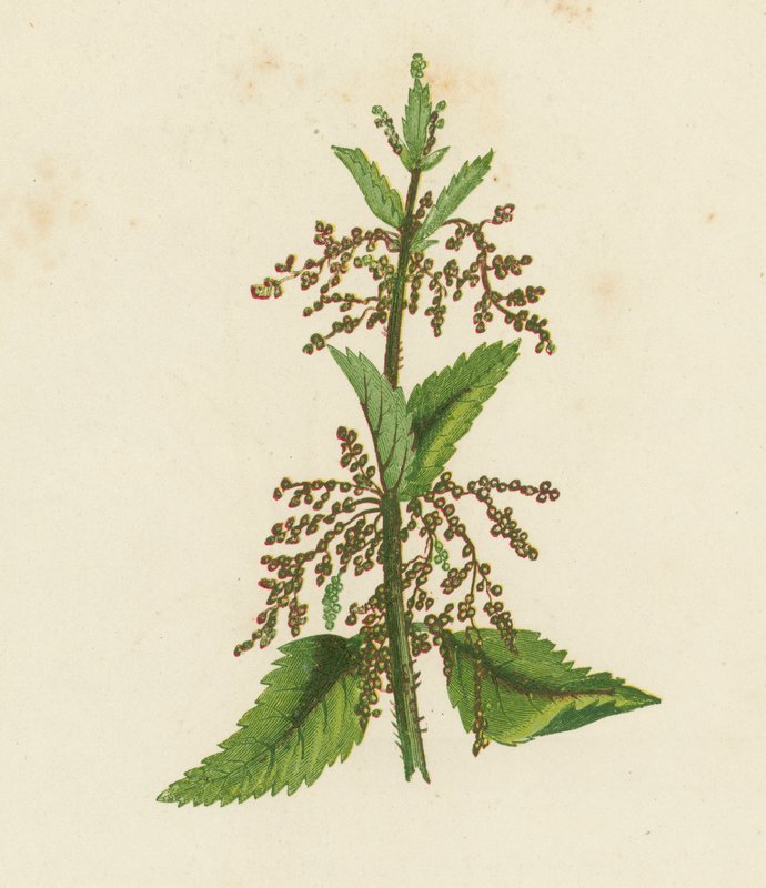 グリーン・ネトル、Urtica Dioica（カラーリトグラフ） 作： 英語学校