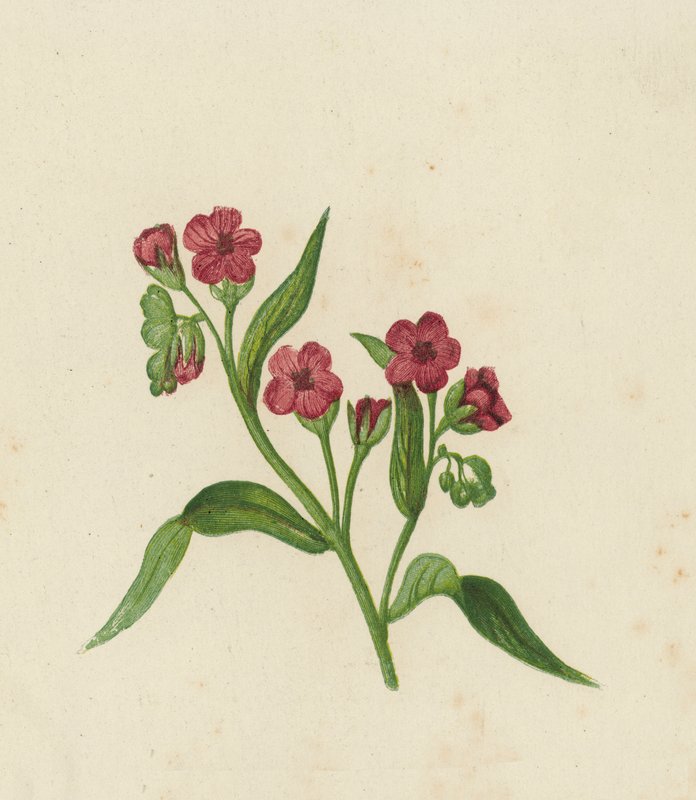 猟犬の舌、Cynoglossum Officinale (色リソ) 作： 英語学校