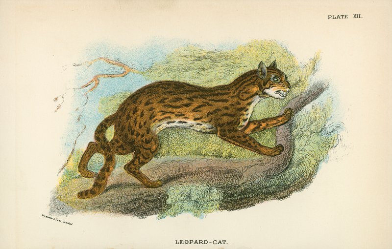 ヒョウ猫 作： 英語学校