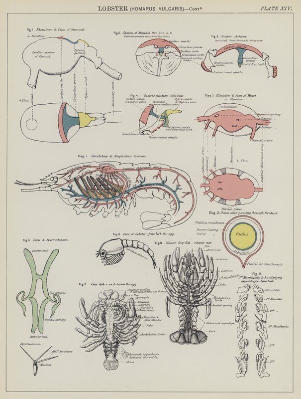 ロブスター（Homarus Vulgaris）（カラーリトグラフ 作： 英語学校