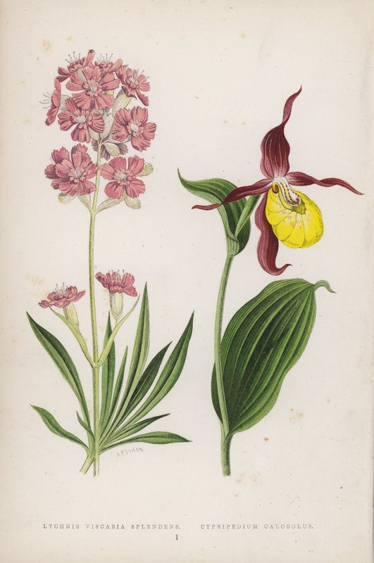 Lychnis Viscaria Splendens; Cypripedium Calceolus (カラーリトグラフ) 作： 英語学校