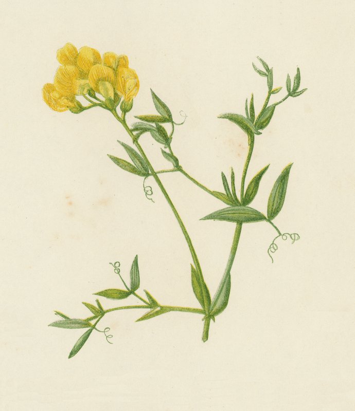 メドウ・ベッチリング、Lathyrus Pratensis（カラー・リソ） 作： 英語学校