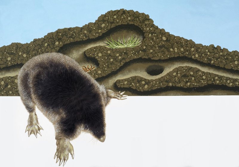 ほくろとほくろの丘 作： 英語学校