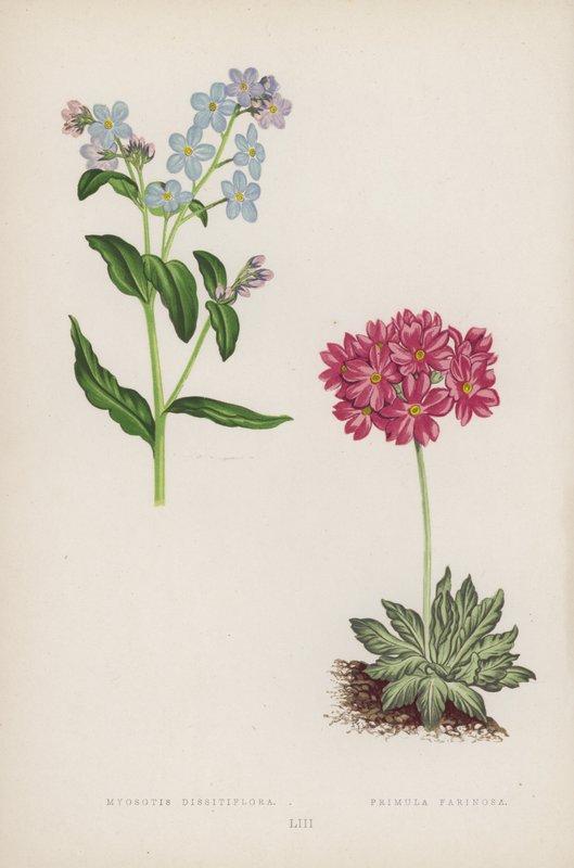 Myosotis Dissitiflora; Primula Farinosa (カラーリソ) 作： 英語学校