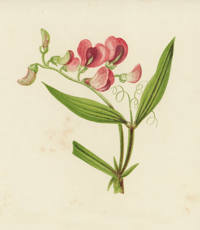 狭い葉の永遠のエンドウ豆、Lathyrus Sylvestris（カラーリソ） 作： 英語学校