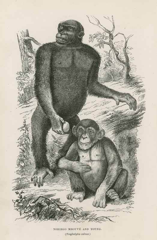 Nshiego Mbouve and Young、Troglodytes Calvu 作： 英語学校