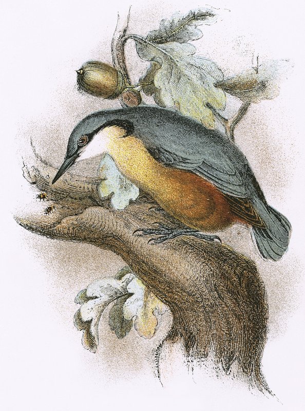 Nuthatch 作： 英語学校