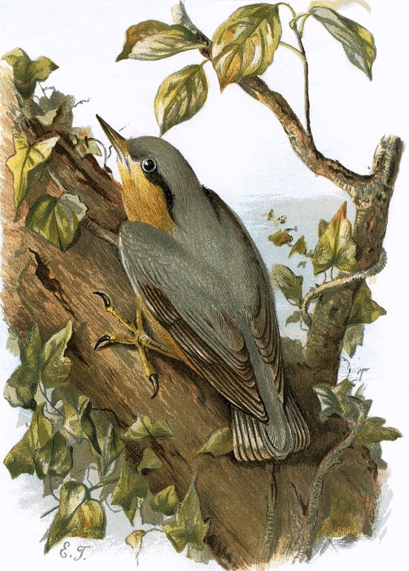 Nuthatch 作： 英語学校