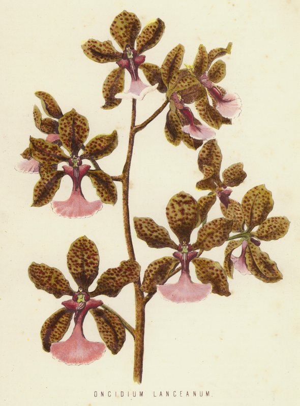Oncidium Lanceanum (クロモリス) 作： 英語学校