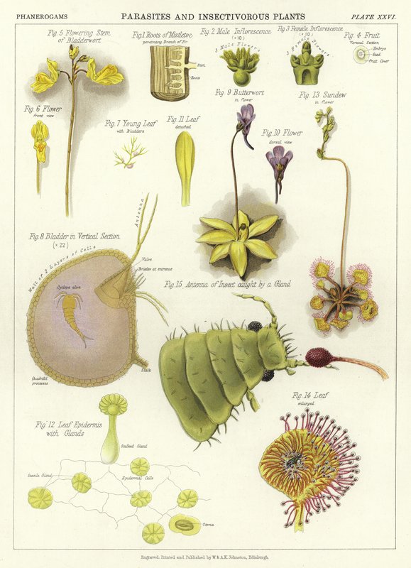寄生虫と食虫植物 作： 英語学校