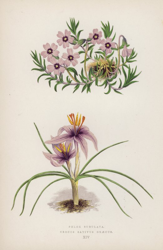フロックス・スブラタ; Crocus sativus Greecus (カラーリソ) 作： 英語学校