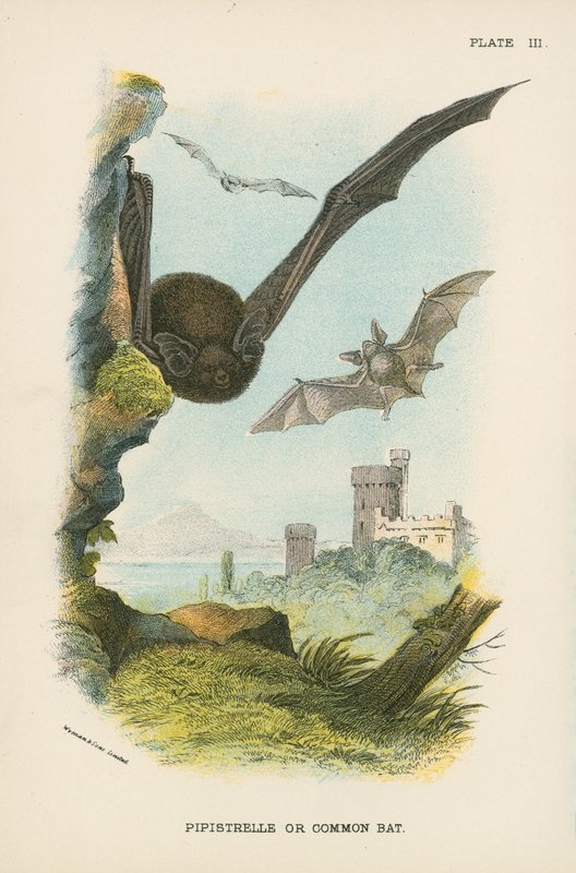 Pipistrelleまたは共通バット 作： 英語学校