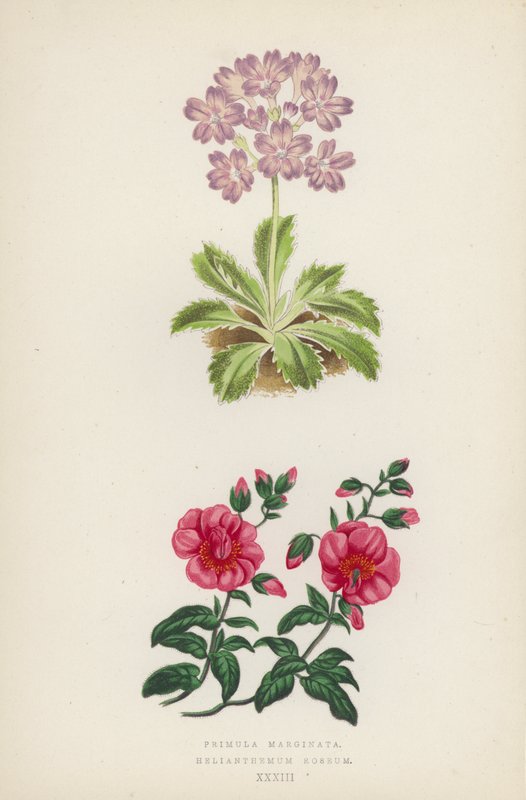 Primula Marginata; Helianthemum Roseum (カラーリトグラフ) 作： 英語学校