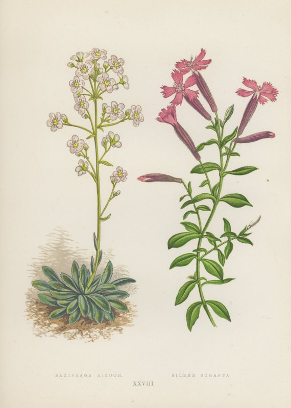 Saxifraga Aizoon; Silene Schafta（カラーリトグラフ） 作： 英語学校