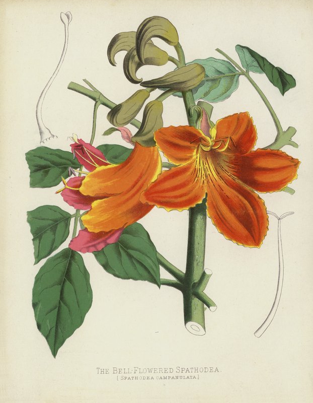 鐘花を咲かせるSpathodea、Spathodea Campanulata 作： 英語学校
