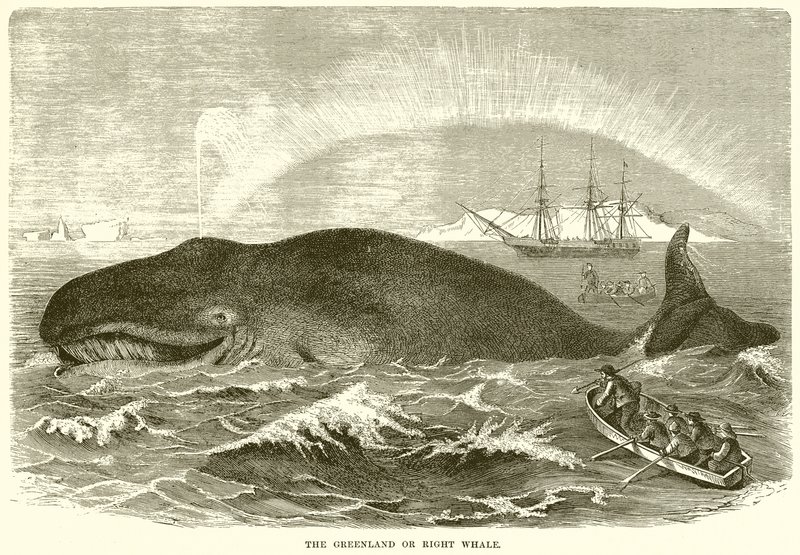 グリーンランドまたはセミクジラ 作： 英語学校