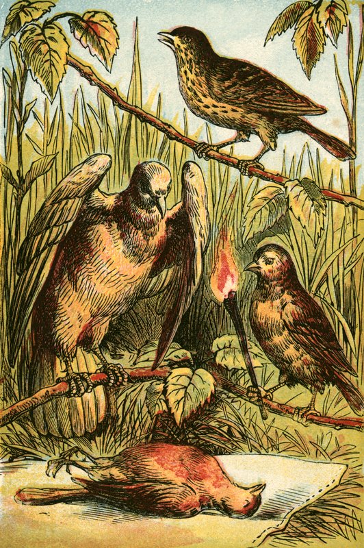 リネット、鳩、そしてコックロビン 作： 英語学校