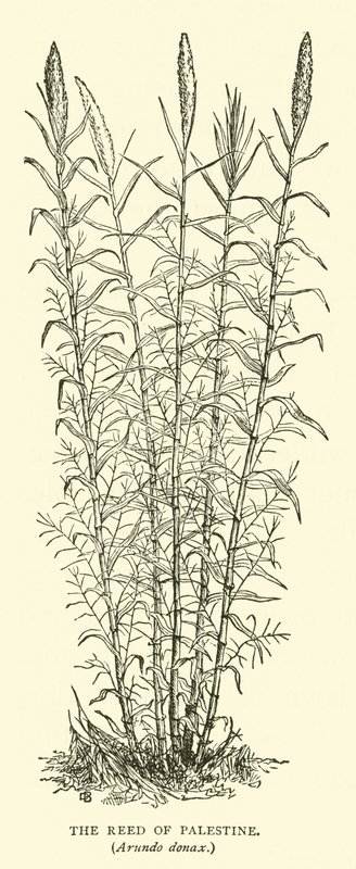 パレスチナの葦、Arundo donax 作： 英語学校