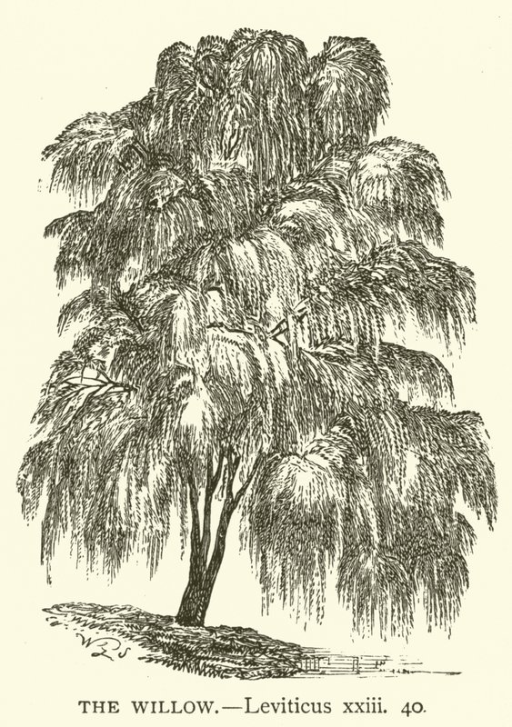柳、レビ記、二十三、四十（彫刻 作： 英語学校