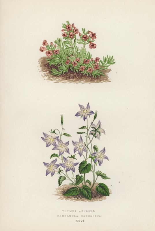 Thymus azureus; Campanula garganica（カラーリトグラフ） 作： 英語学校