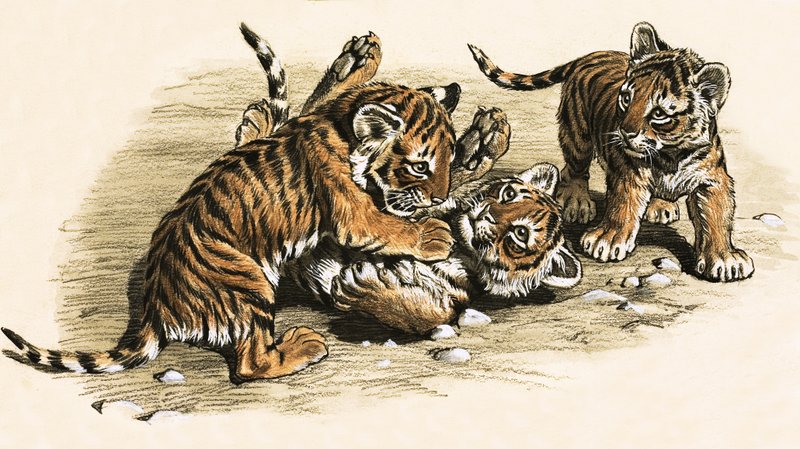 タイガーカブス 作： 英語学校