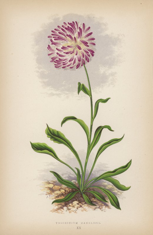 Trichinium Manglesii（カラーリトグラフ 作： 英語学校