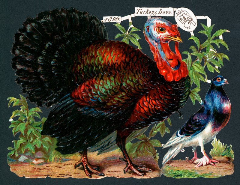 トルコと鳩、クリスマスカード 作： 英語学校