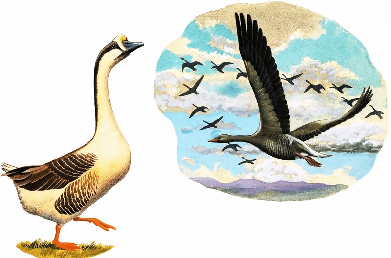 正体不明のガチョウ 作： 英語学校