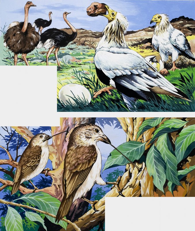 鳥の珍しい食習慣 作： 英語学校