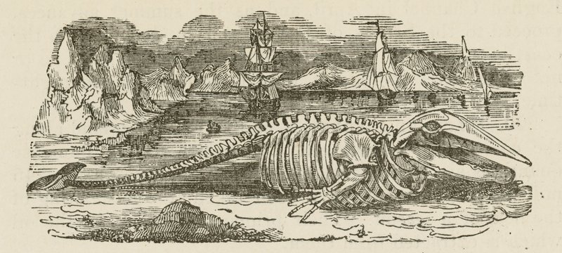 クジラの骨格（彫刻） 作： 英語学校