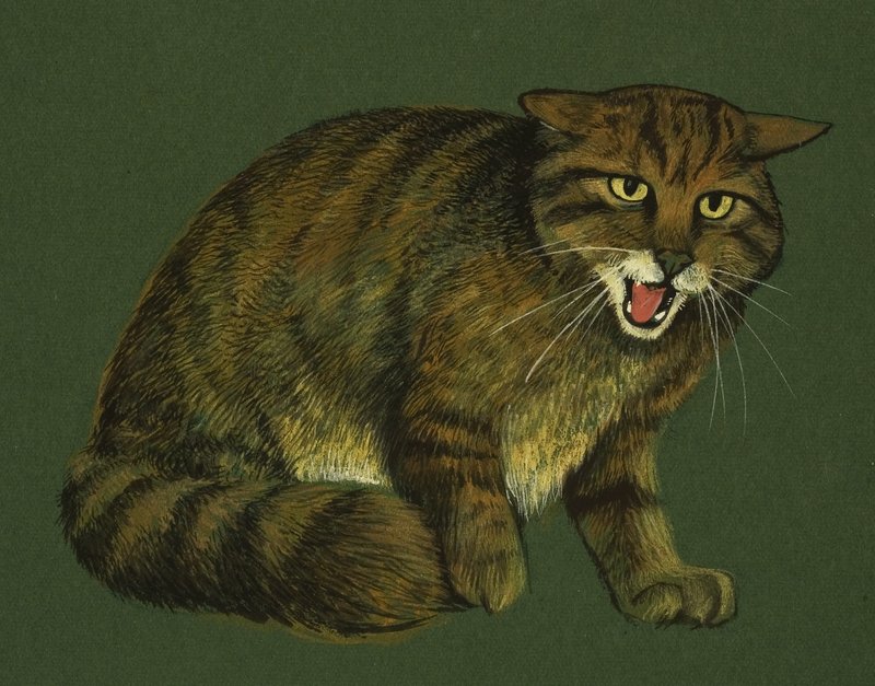 山猫 作： 英語学校