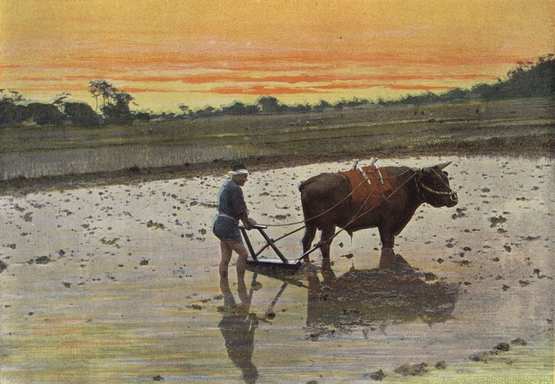 日本の田んぼの準備 作： ヨーロッパの写真家