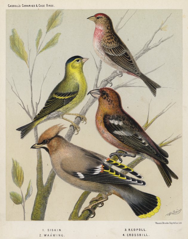 Siskin、Waxwing、Redpoll、Crossill 作： ヨーロピアンスクール